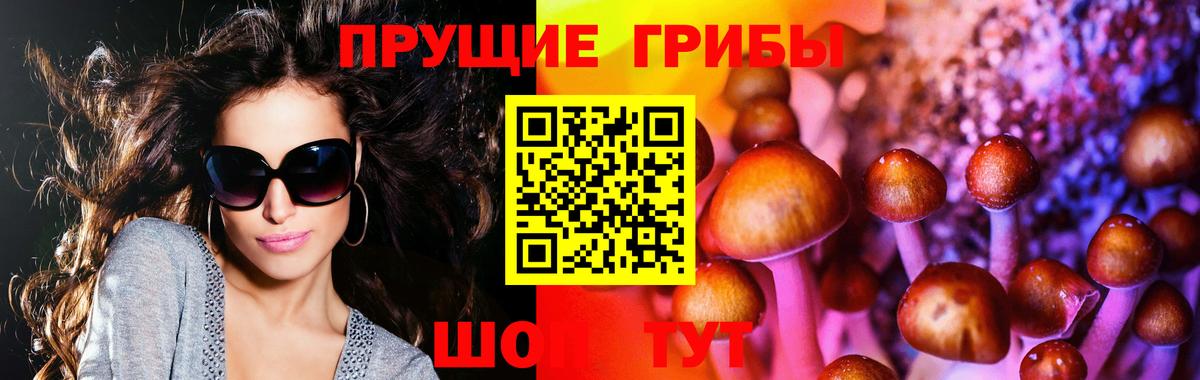Павловский Посад  Псилоцибиновые грибы Cubensis  Вход с VPN 